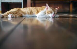 Orange cat sleeping on the wooden floor at home photo