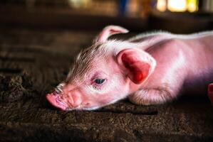 Cute newborn A week-old piglet  in the pig farm with other piglets, Close-up photo