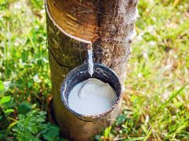 Close-up of natural fresh rubber latex from rubber trees photo