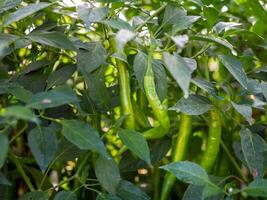 Green chilli in the garden, organic green chilli growing on chilli tree photo