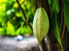 verde cacao vainas crecer en arboles el cacao árbol, teobroma cacao con frutas, crudo cacao cacao árbol planta Fruta plantación foto