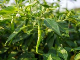 Green chilli in the garden, organic green chilli growing on chilli tree photo