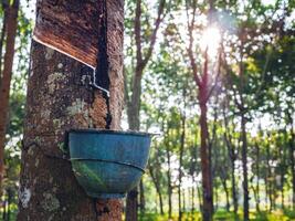 Natural latex from rubber tree in plantation forest,The natural latex flows into the rubber bowl. photo