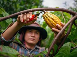 cacao granjero utilizar poda tijeras a cortar el cacao vainas o Fruta maduro amarillo cacao desde el cacao árbol. cosecha el agrícola cacao negocio produce. foto