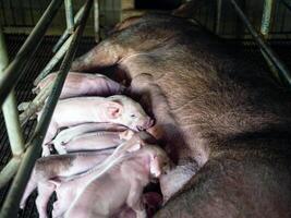 un semana de edad recién nacido cerdito es mamón desde sus madre en cerdo granja, primer plano de pequeño masas cerdito Bebiendo Leche desde pecho en el granja foto