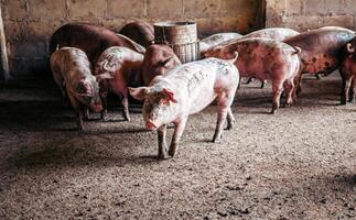 Breeder pig with dirty body, Close-up of Pig's body.Big pig on a farm in a pigsty, young big domestic pig at animal farm indoors photo