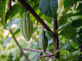 Unripe Cocoa pods grow on trees. The cocoa tree  Theobroma cacao  with fruits, Green cocoa raw cacao tree plant fruit plantation photo