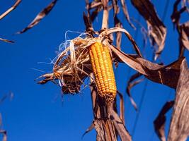 de cerca de seco maíz mazorcas en maíz campo, seco maíz en maíz planta foto