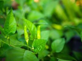 Green young chili peppers on the chili tree photo