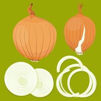 Set of different onions, whole and chopped vector