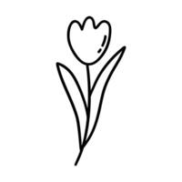 Tulip. Black and white vector doodle hand drawn