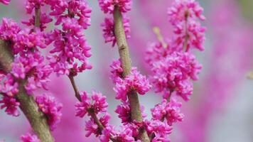 Cercis siliquastrum Geäst mit Rosa Blumen im Frühling. Cercis ist ein Baum oder Strauch. schließen hoch. video