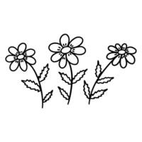 Three Chamomiles flowers. Blooming daisies. Vector doodle