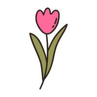 Pink tulip. Colorful vector doodle hand drawn