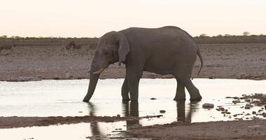 vídeo de un elefante Bebiendo a un pozo de agua en etosha nacional parque en Namibia durante el día video