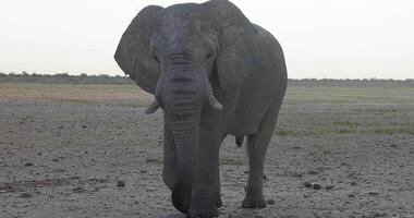 vidéo de un l'éléphant en marchant dans etosha nationale parc dans Namibie pendant le journée video
