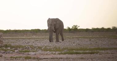 Video of an elephant running in Etosha National Park in Namibia during the day