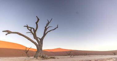 laps de temps vidéo de une mort arbre dans Deathvlei dans de face de rouge dunes pendant le coucher du soleil video