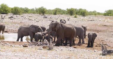 video av ett grupp av elefanter på ett vattenhål i etosha nationell parkera i namibia under de dag