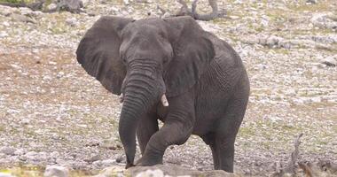 Video of an elephant running in Etosha National Park in Namibia during the day