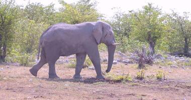 video av ett elefant löpning i etosha nationell parkera i namibia under de dag