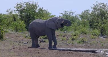 video van een olifant rennen in etosha nationaal park in Namibië gedurende de dag