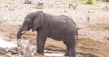 vídeo de un elefante Bebiendo a un pozo de agua en etosha nacional parque en Namibia durante el día video