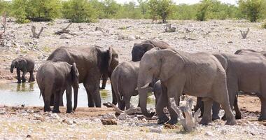 video av ett grupp av elefanter på ett vattenhål i etosha nationell parkera i namibia under de dag