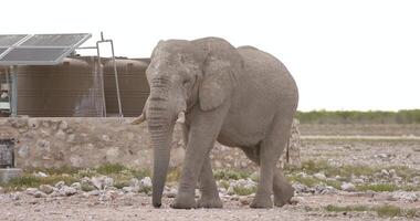 Video of an elephant running in Etosha National Park in Namibia during the day