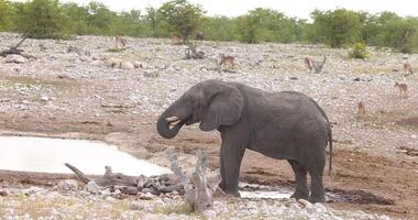 video av ett elefant dricka på en vattenhål i etosha nationell parkera i namibia under de dag