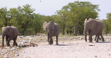 video van een groep van olifanten in etosha nationaal park in Namibië gedurende de dag