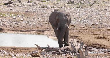vídeo de un grupo de elefantes en etosha nacional parque en Namibia durante el día video