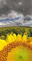 vertical vídeo con pequeño planeta gira entre azul cielo en campo de girasoles en soleado día con un enorme flor abajo. pequeño planeta transformación con curvatura de espacio. video