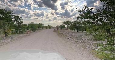 video av en kör på en smuts väg genom savann landskap i de etosha nationell parkera i namibia med spridd träd och betning spring