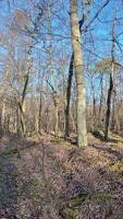 Video of a walk in a spruce forest in backlight during the day