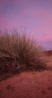 vídeo do uma colorida pôr do sol sobre a veld dentro sulista Namíbia com uma Rosa jogar do cores video