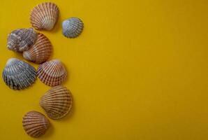 Sea shells on yellow background, summer vacation, photo