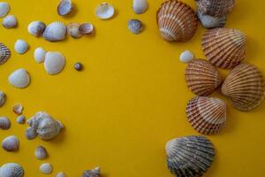 Sea shells on yellow background, summer vacation, photo