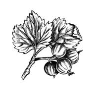 Currant branch, hand drawn black and white graphic vector illustration. Isolated on a white background. Design element for packaging, printed products. For banners and menus, textiles and posters.