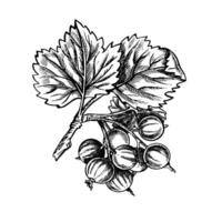 Currant branch, hand drawn black and white graphic vector illustration. Isolated on a white background. Design element for packaging, printed products. For banners and menus, textiles and posters.