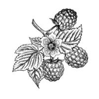 Raspberry branch, hand drawn black and white graphic vector illustration. Isolated on a white background. For packaging, labels and printing products. For banners and menus, posters and cards.