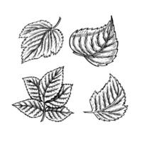 Set of raspberry leaves, hand drawn black and white graphic vector illustration. Isolated on a white background. Design element for packaging, labels. For banners and menus, textiles and posters.