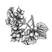 Currant branch, hand drawn black and white graphic vector illustration. Isolated on a white background. Design element for packaging, printed products. For banners and menus, textiles and posters.