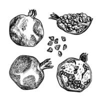 Pomegranate fruit, hand drawn black and white graphic vector illustration. Isolated on a white background. Design element for packaging, printed products. For banners and menus, textiles and posters.