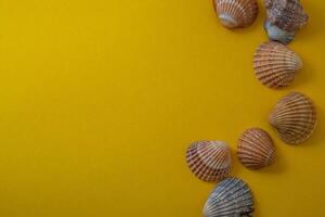 mar conchas en amarillo fondo, verano vacaciones, foto