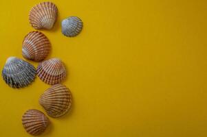 mar conchas en amarillo fondo, verano vacaciones, foto