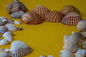 Sea shells on yellow background, summer vacation, photo