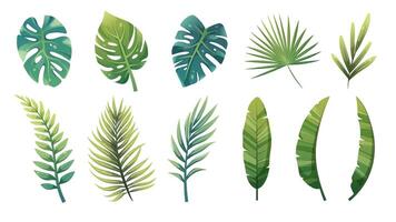 Cartoon set of green tropical leaves of palm tree, monstera, banana, croton, ferns. Vector design elements on white background for games, prints, templates