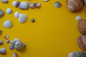 Sea shells on yellow background, summer vacation, photo