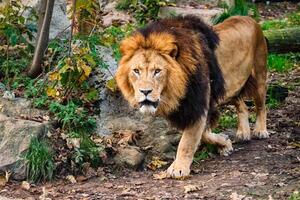 Lion in jungle forest in nature photo